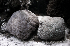 Killikus&reg; Fotographie